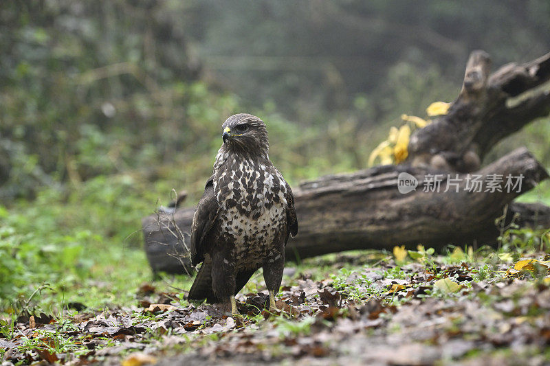 欧亚秃鹫(Buteo Buteo)